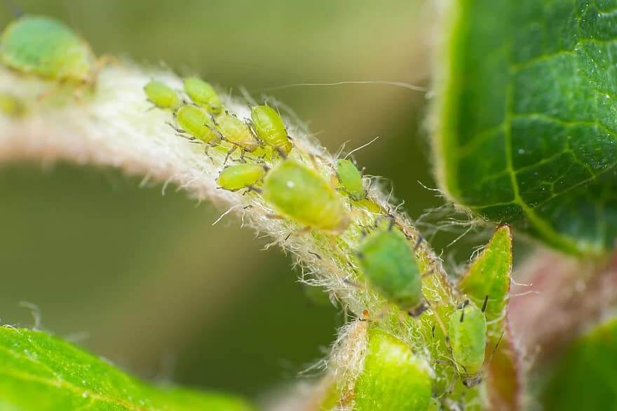 Cannabis Aphids