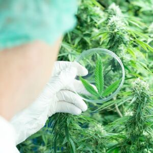 The Revival of Medical Cannabis in Modern Medicine